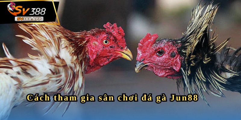 Cách tham gia sân chơi đá gà Jun88