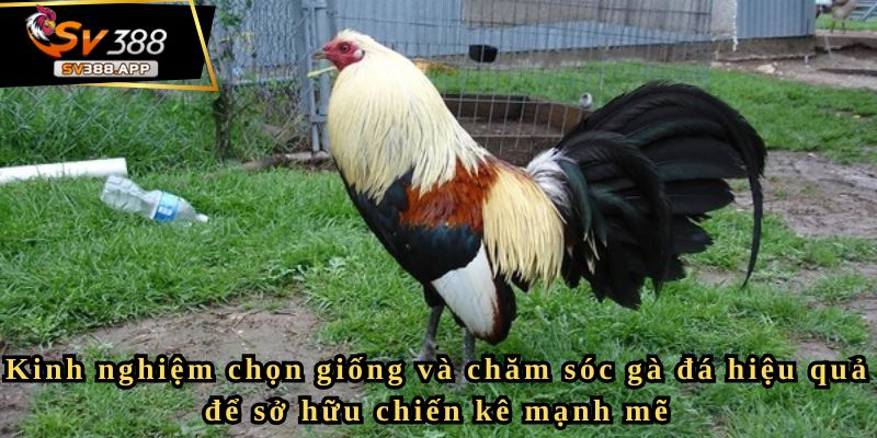 Kinh nghiệm chọn giống và chăm sóc gà đá hiệu quả để sở hữu chiến kê mạnh mẽ