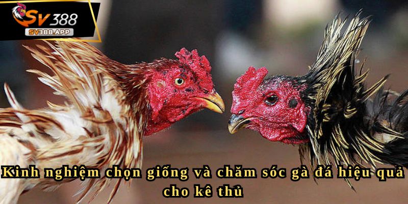 Kinh nghiệm chọn giống và chăm sóc gà đá hiệu quả cho kê thủ 1 Kinh nghiệm chọn giống và chăm sóc gà đá hiệu quả cho kê thủ