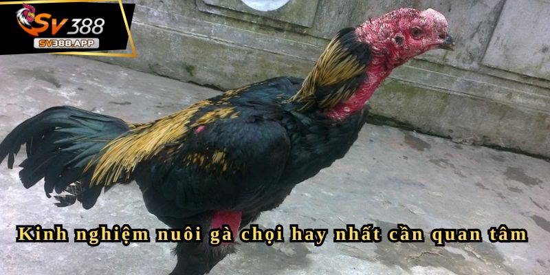 Kinh nghiệm nuôi gà chọi hay nhất mà các kê thủ nên biết 2 Kinh nghiệm nuôi gà chọi hay nhất cần quan tâm