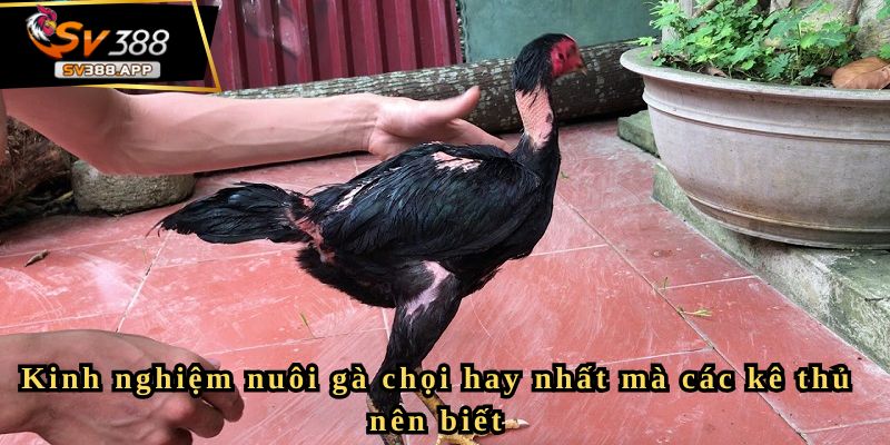 Kinh nghiệm nuôi gà chọi hay nhất mà các kê thủ nên biết 2 Kinh nghiệm nuôi gà chọi hay nhất mà các kê thủ nên biết