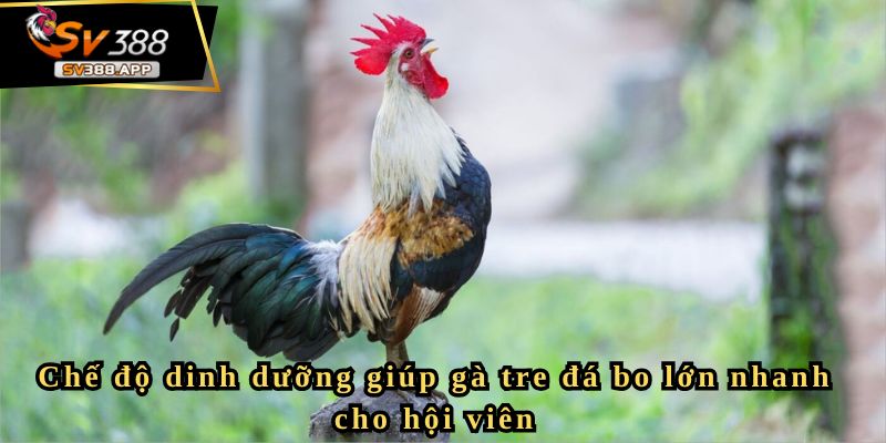 Bật mí kinh nghiệm nuôi gà tre đá bo lớn hiệu quả từ sư kê 2 Chế độ dinh dưỡng giúp gà tre đá bo lớn nhanh cho hội viên