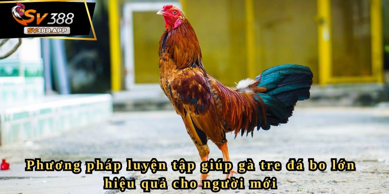 Bật mí kinh nghiệm nuôi gà tre đá bo lớn hiệu quả từ sư kê 3 Phương pháp luyện tập giúp gà tre đá bo lớn hiệu quả cho người mới