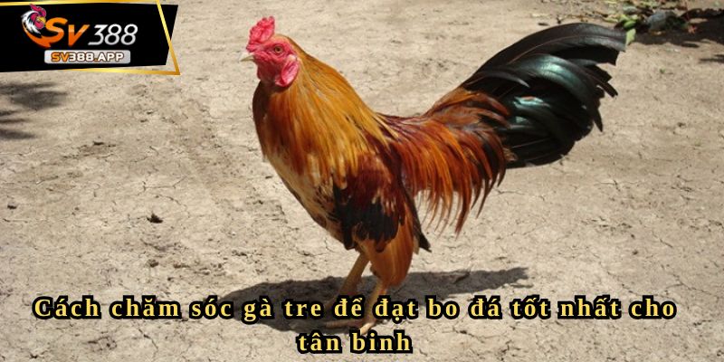 Bật mí kinh nghiệm nuôi gà tre đá bo lớn hiệu quả từ sư kê 4 Cách chăm sóc gà tre để đạt bo đá tốt nhất cho tân binh