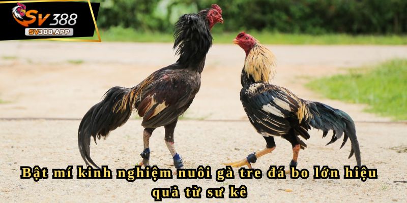 Bật mí kinh nghiệm nuôi gà tre đá bo lớn hiệu quả từ sư kê 3 Bật mí kinh nghiệm nuôi gà tre đá bo lớn hiệu quả từ sư kê