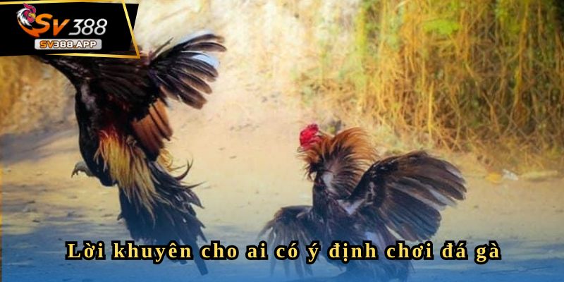 Hoangtuech - Tôi dừng chơi khi thu được hơn 50 triệu 4 Lời khuyên cho những ai muốn chơi đá gà trực tuyến