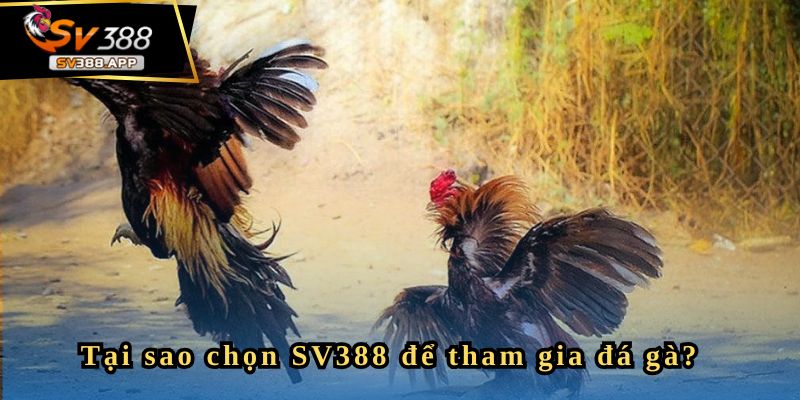 Gabong457 - Có Tý Gọi Là Khởi Đầu Thành Công 3 Anh chia sẻ mẹo chơi đá gà dễ thắng