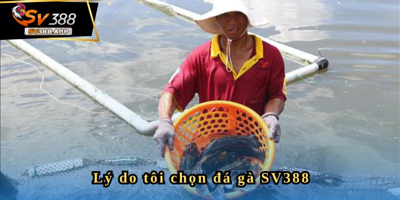 Lý do Bachcongtu chọn SV388