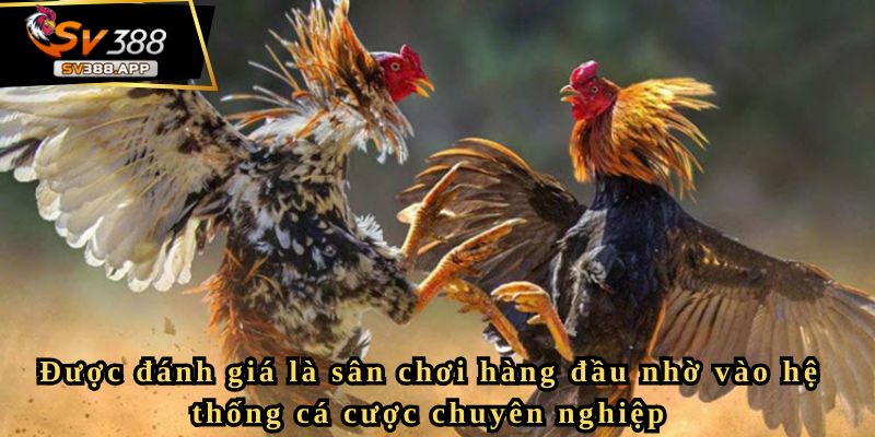 Giới thiệu về các trang đá gà uy tín – Khám phá sân chơi M88 3 Được đánh giá là sân chơi hàng đầu nhờ vào hệ thống cá cược chuyên nghiệp