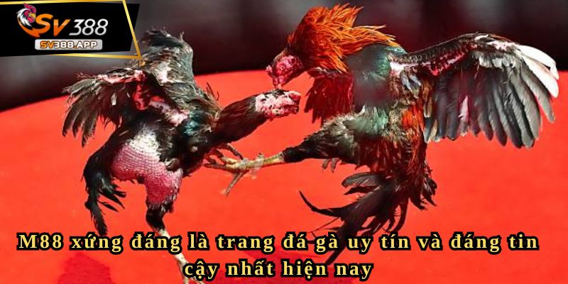 Giới thiệu về các trang đá gà uy tín – Khám phá sân chơi M88 4 M88 xứng đáng là trang đá gà uy tín và đáng tin cậy nhất hiện nay