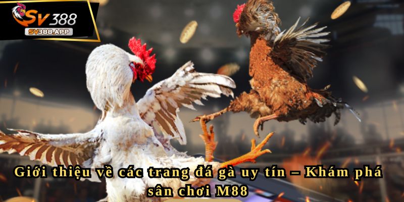 Giới thiệu về các trang đá gà uy tín – Khám phá sân chơi M88 8 Giới thiệu về các trang đá gà uy tín – Khám phá sân chơi M88