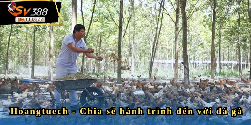 Hoangtuech - Tôi dừng chơi khi thu được hơn 50 triệu 2 Hoangtuech chia sẻ lý do tham gia SV388