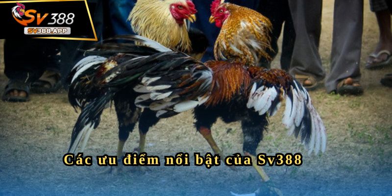 SV388 – Giới Thiệu Thông Tin Về Trang Đá Gà Uy Tín Hiện Nay 3 Các ưu điểm nổi bật của Sv388