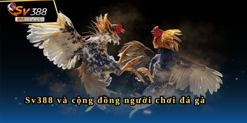 SV388 – Giới Thiệu Thông Tin Về Trang Đá Gà Uy Tín Hiện Nay 4 Sv388 và cộng đồng người chơi đá gà