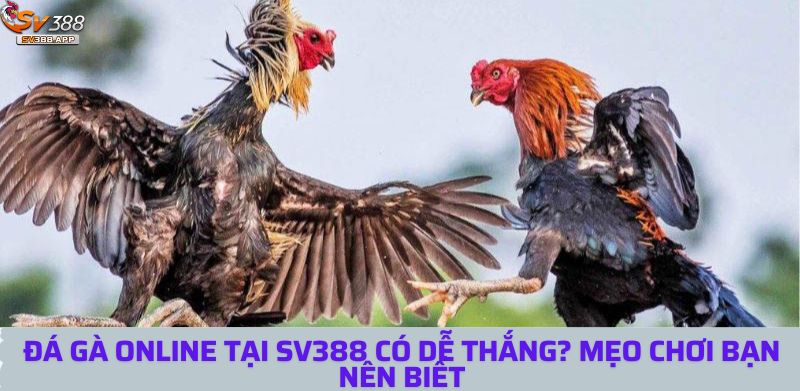 Đá Gà Online Tại SV388 Có Dễ Thắng? Mẹo Chơi Bạn Nên Biết 1 da ga online 1