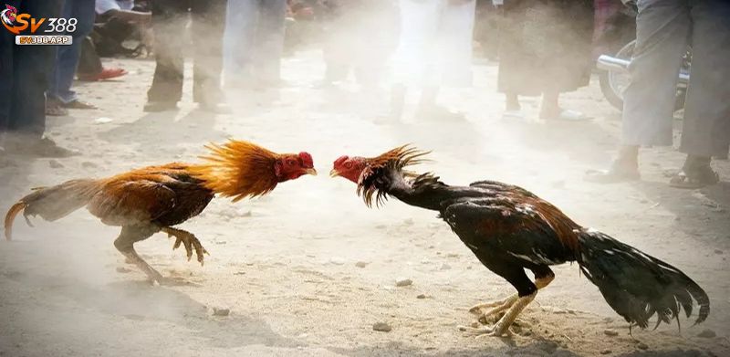 Đá Gà Online Tại SV388 Có Dễ Thắng? Mẹo Chơi Bạn Nên Biết 2 Đá gà online đang là xu hướng chơi chọi gà rất được yêu thích hiện nay