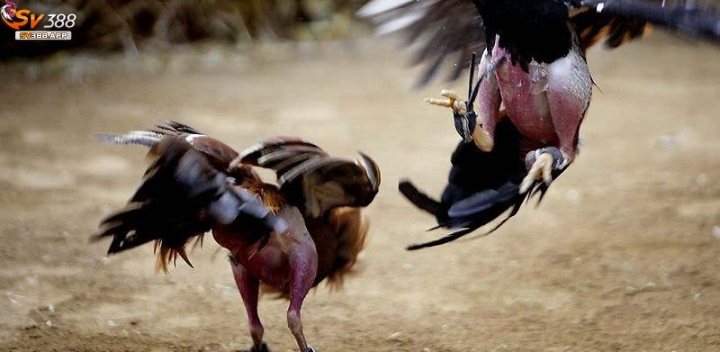 Đá Gà Online Tại SV388 Có Dễ Thắng? Mẹo Chơi Bạn Nên Biết 4 Trước khi cược chọi gà nên phân tích kỹ lưỡng về trận đấu